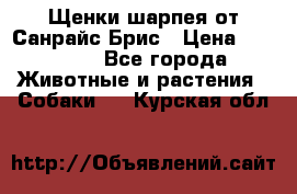 Щенки шарпея от Санрайс Брис › Цена ­ 30 000 - Все города Животные и растения » Собаки   . Курская обл.